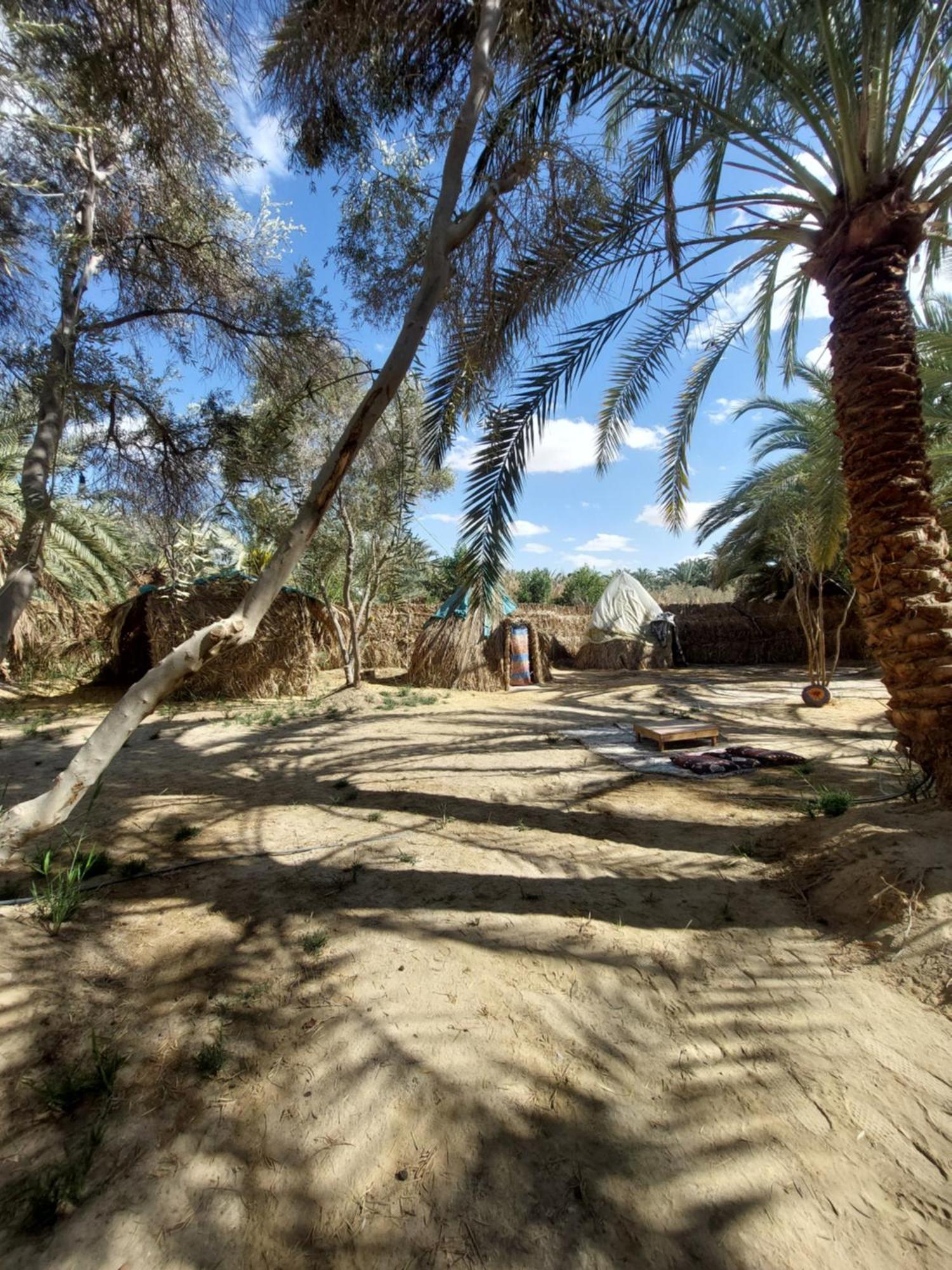 Forest Camp Siwa - كامب الغابة Siwa Oasis 외부 사진