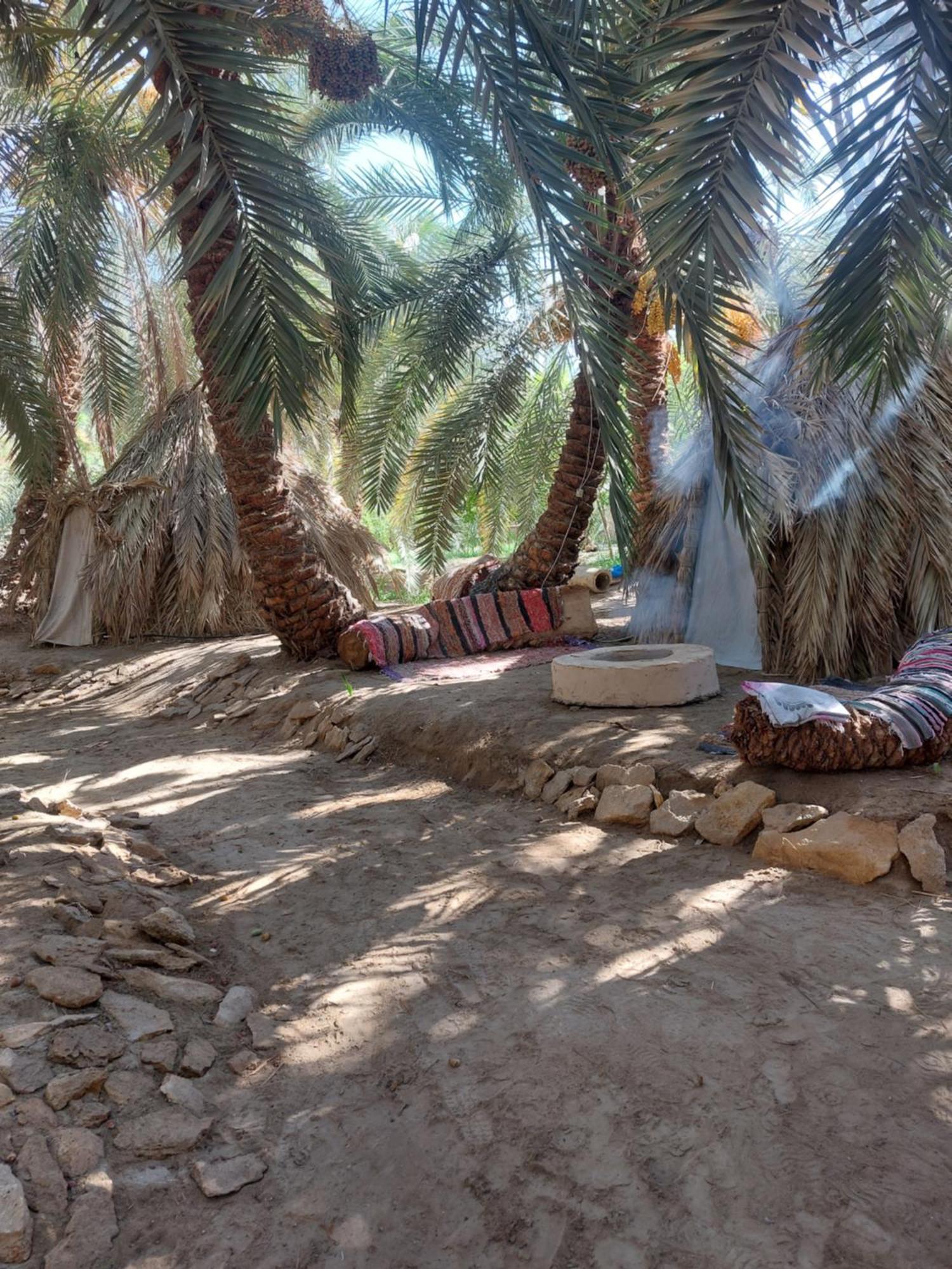 Forest Camp Siwa - كامب الغابة 시와오아시스 외부 사진