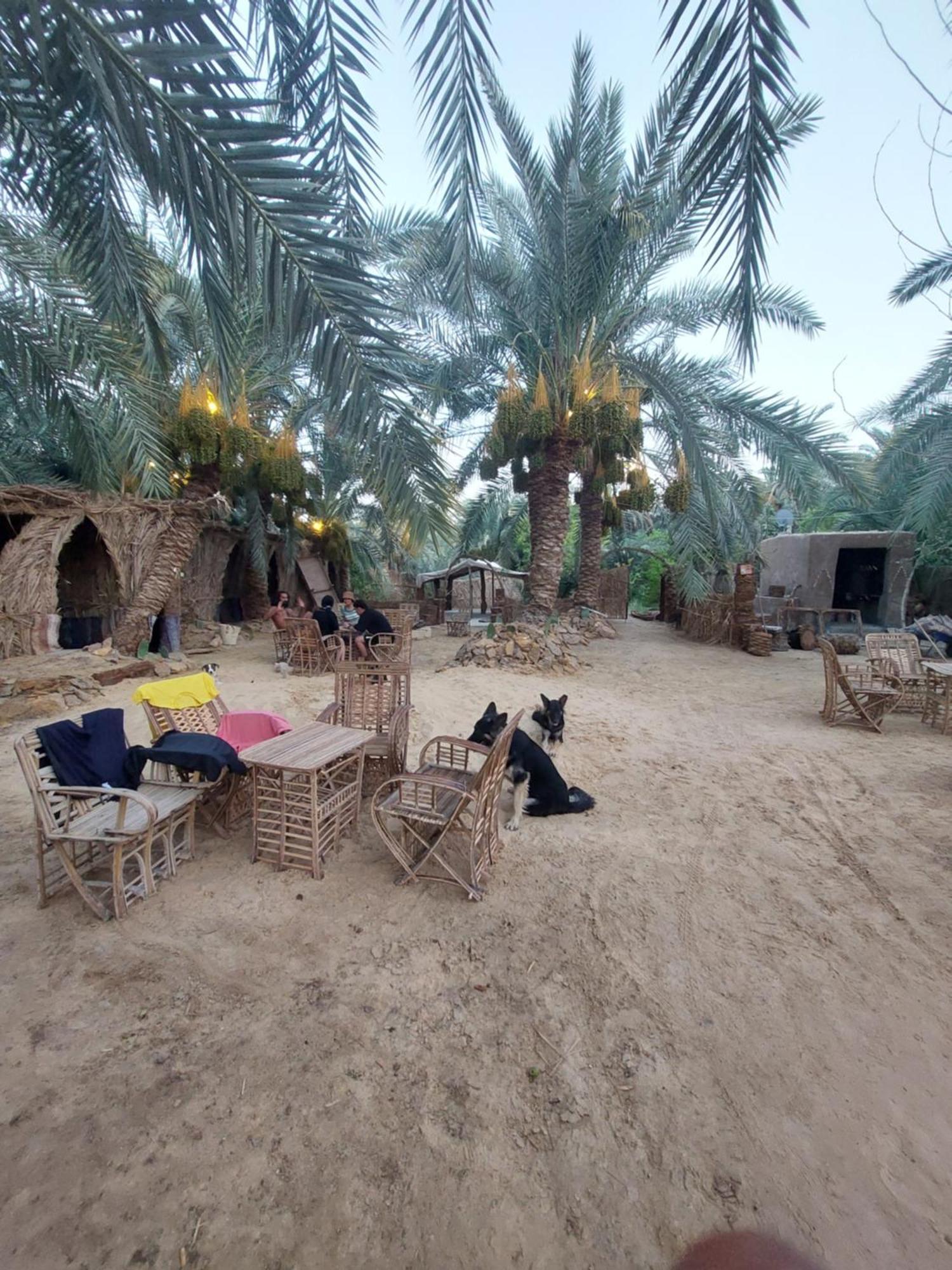 Forest Camp Siwa - كامب الغابة Siwa Oasis 외부 사진